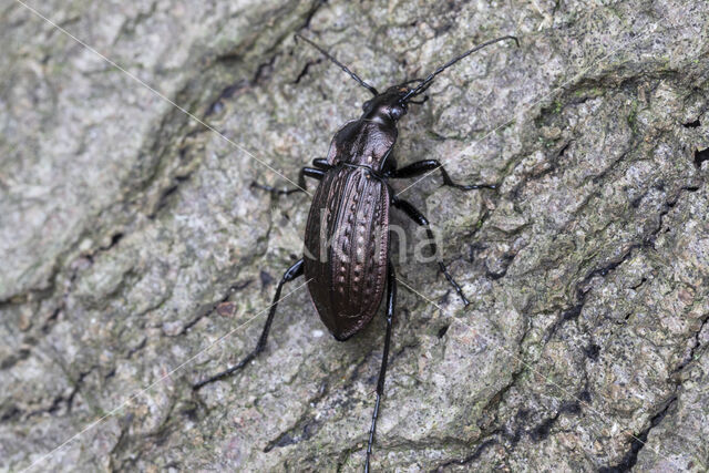 carabus granulatus