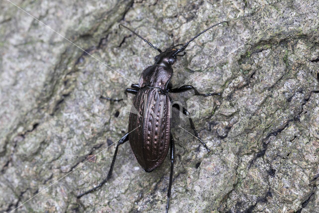 kettingschallebijter (carabus granulatus)