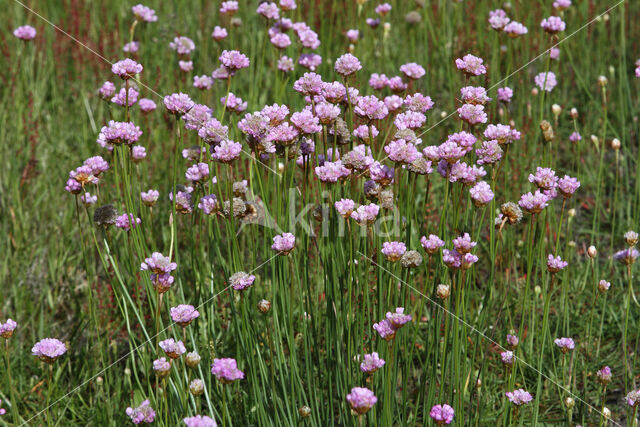 Engels gras (Armeria maritima)