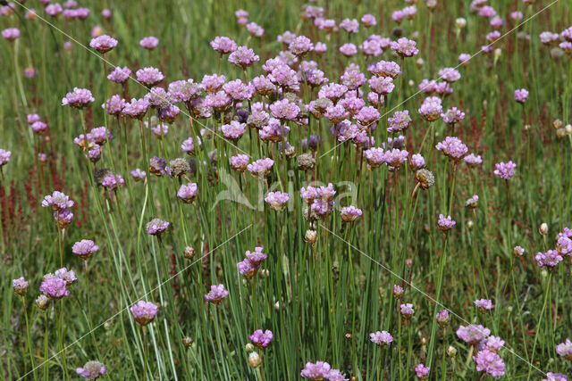 Engels gras (Armeria maritima)