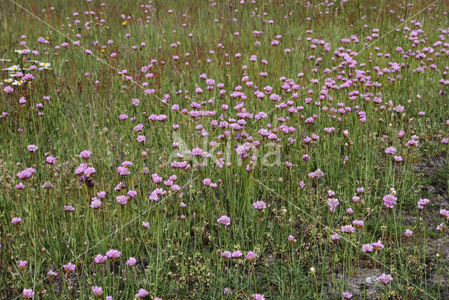 Thrift seapink (Armeria maritima)