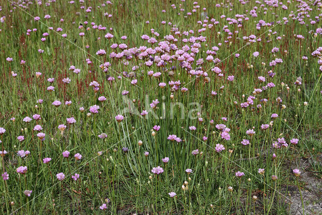 Engels gras (Armeria maritima)