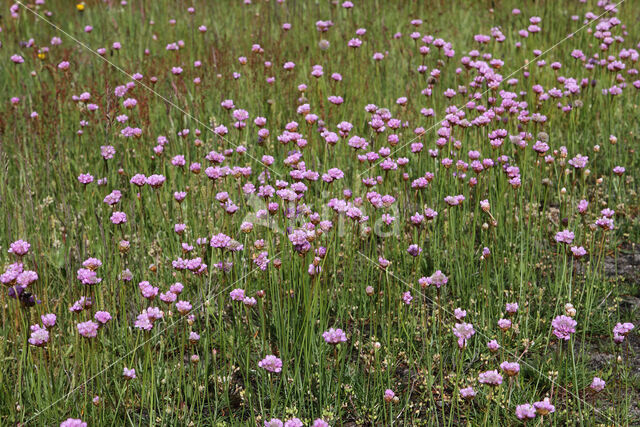 Engels gras (Armeria maritima)