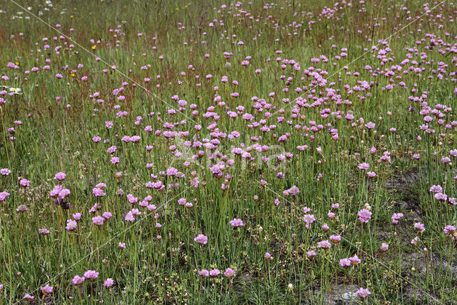 Thrift seapink (Armeria maritima)