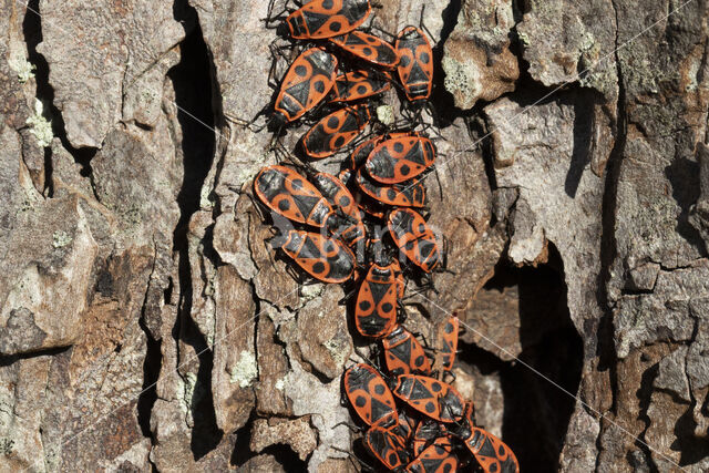 Vuurwants (Pyrrhocoris apterus)