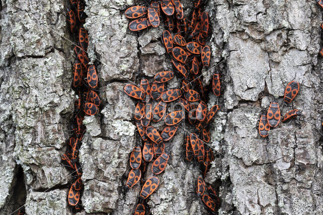 Firebug (Pyrrhocoris apterus)