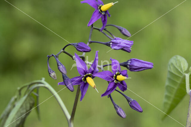 Bitterzoet (Solanum dulcamara)