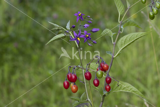 Bitterzoet (Solanum dulcamara)