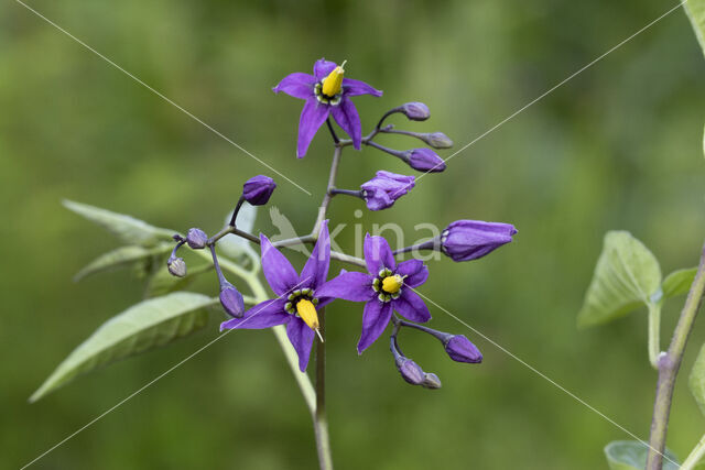 Bitterzoet (Solanum dulcamara)