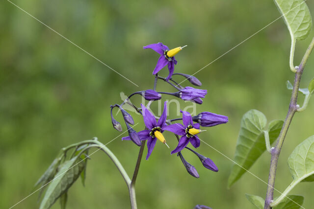 Bitterzoet (Solanum dulcamara)