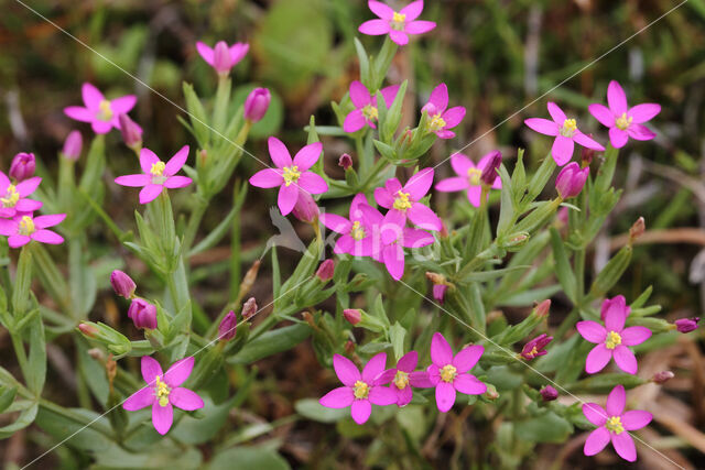 Fraai duizendguldenkruid (Centaurium pulchellum)