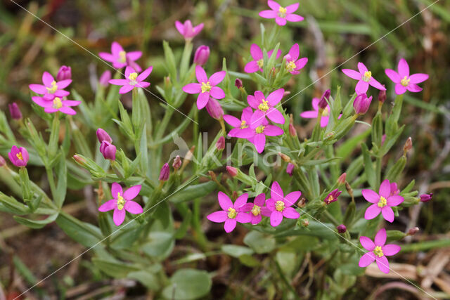 Fraai duizendguldenkruid (Centaurium pulchellum)