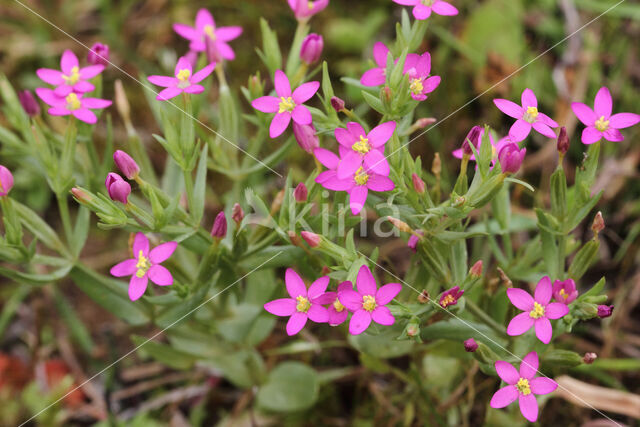 Fraai duizendguldenkruid (Centaurium pulchellum)