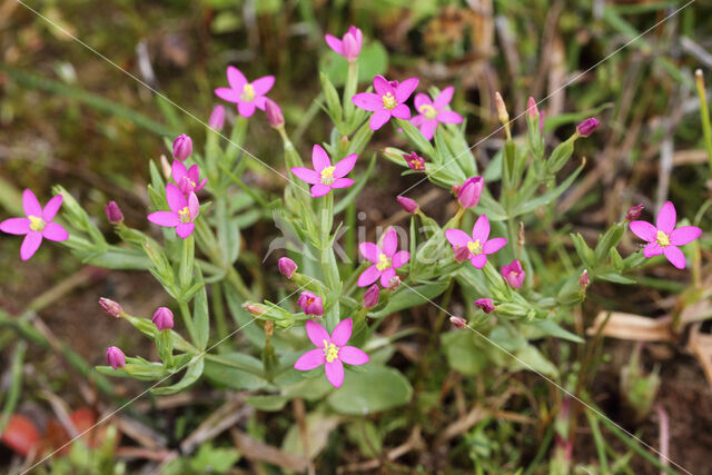 Fraai duizendguldenkruid (Centaurium pulchellum)