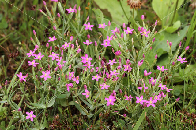 Fraai duizendguldenkruid (Centaurium pulchellum)