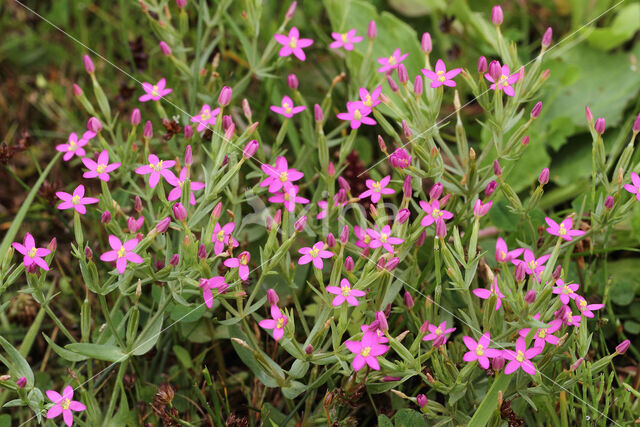 Fraai duizendguldenkruid (Centaurium pulchellum)