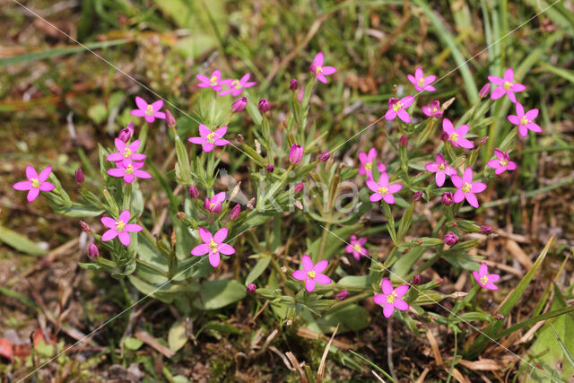 Fraai duizendguldenkruid (Centaurium pulchellum)