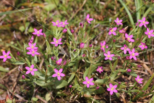 Fraai duizendguldenkruid (Centaurium pulchellum)