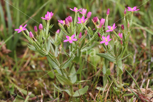 Fraai duizendguldenkruid (Centaurium pulchellum)