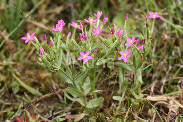 Fraai duizendguldenkruid (Centaurium pulchellum)