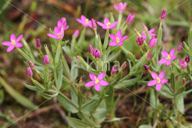 Fraai duizendguldenkruid (Centaurium pulchellum)