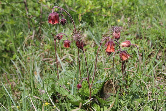 Wateravens (Geum rivale)