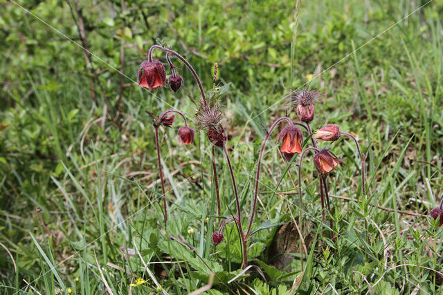 Knikkend nagelkruid (Geum rivale)