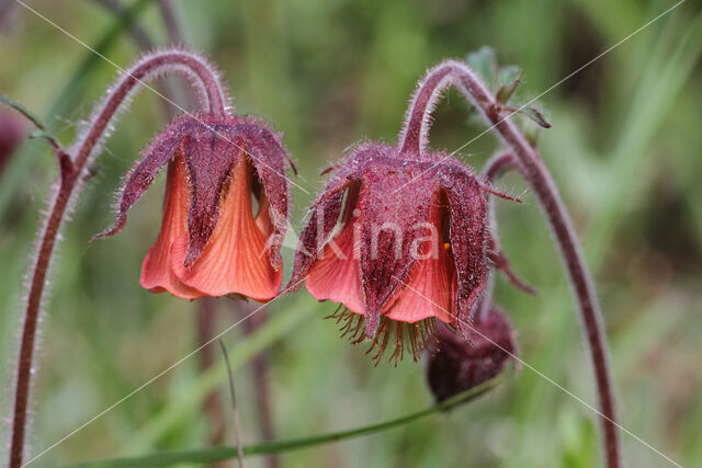 Knikkend nagelkruid (Geum rivale)