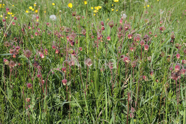 Knikkend nagelkruid (Geum rivale)