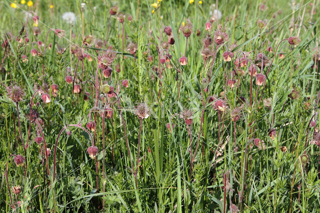 Wateravens (Geum rivale)