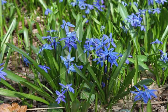 Siberian Saxifrage (Scilla siberica)