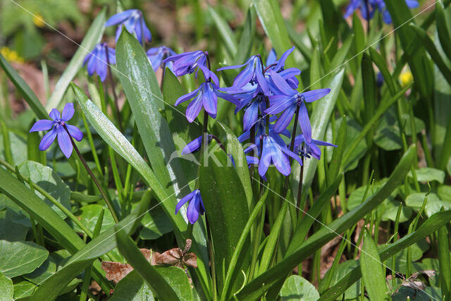 Siberian Saxifrage (Scilla siberica)