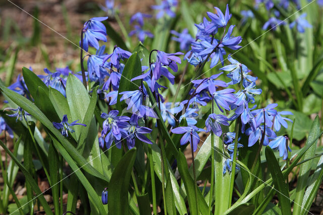 Siberian Saxifrage (Scilla siberica)