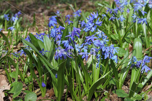 Siberian Saxifrage (Scilla siberica)