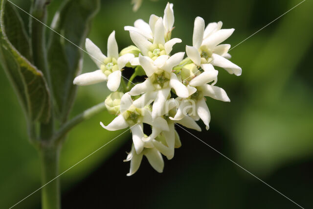 Witte engbloem (Vincetoxicum hirundinaria)