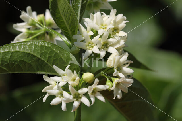 Witte engbloem (Vincetoxicum hirundinaria)