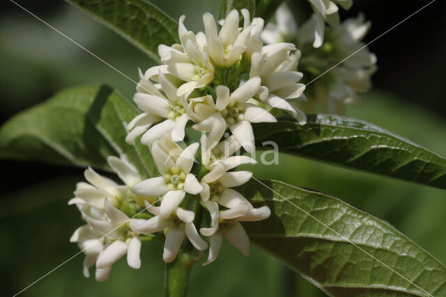 Witte engbloem (Vincetoxicum hirundinaria)