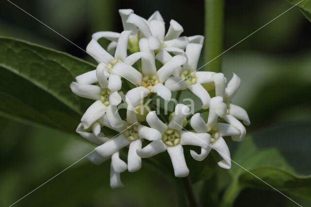 Witte engbloem (Vincetoxicum hirundinaria)