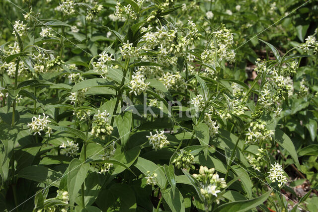 Witte engbloem (Vincetoxicum hirundinaria)