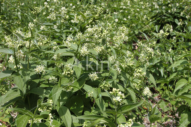 Witte engbloem (Vincetoxicum hirundinaria)