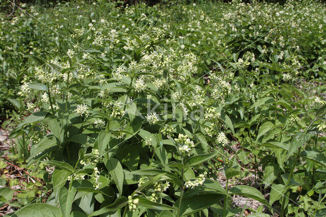 Witte engbloem (Vincetoxicum hirundinaria)