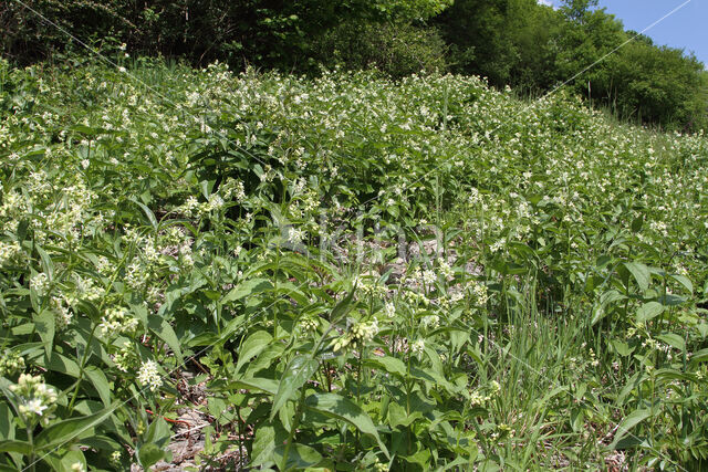 Witte engbloem (Vincetoxicum hirundinaria)