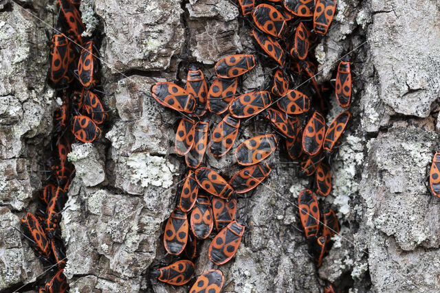 Vuurwants (Pyrrhocoris apterus)