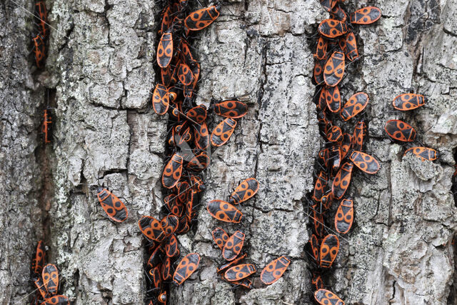 Vuurwants (Pyrrhocoris apterus)