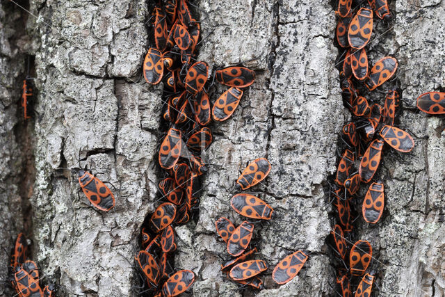 Firebug (Pyrrhocoris apterus)