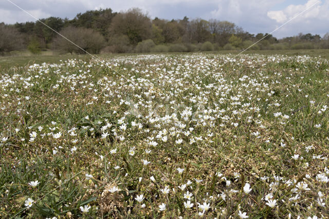 Field Mouse-ear (Cerastium arvense)
