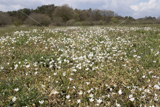 Akkerhoornbloem (Cerastium arvense)