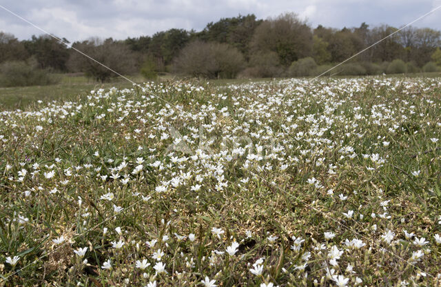 Akkerhoornbloem (Cerastium arvense)