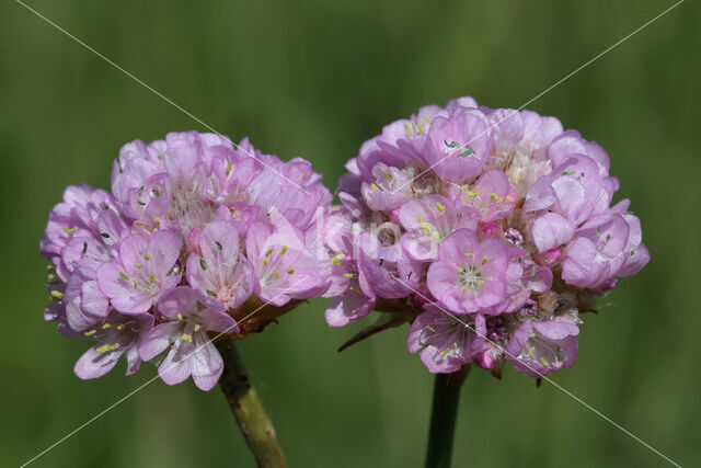 Thrift seapink (Armeria maritima)