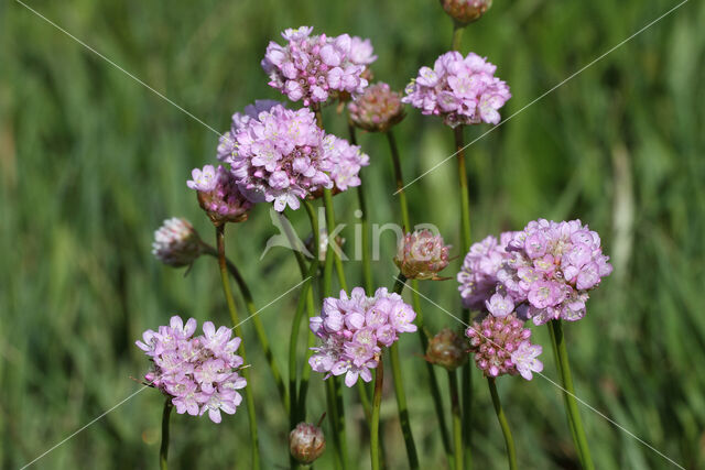 Engels gras (Armeria maritima)